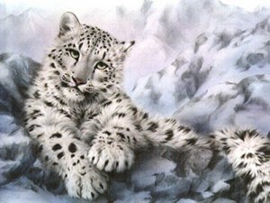 snow-leopard-portrait snow-leopard-portrait
